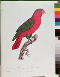 Papagei: Lory oder Halsband